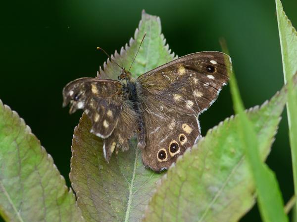 Bont zandoogje (Pararge aegeria)